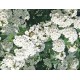 Спирея ( Spiraea vanhouttei ) Спирея ( Spiraea vanhouttei )